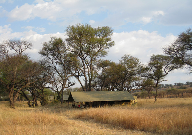 Here's our Serengeti Tented Camp. From the mobile tents we could look out over the grassy plains full of wildlife
